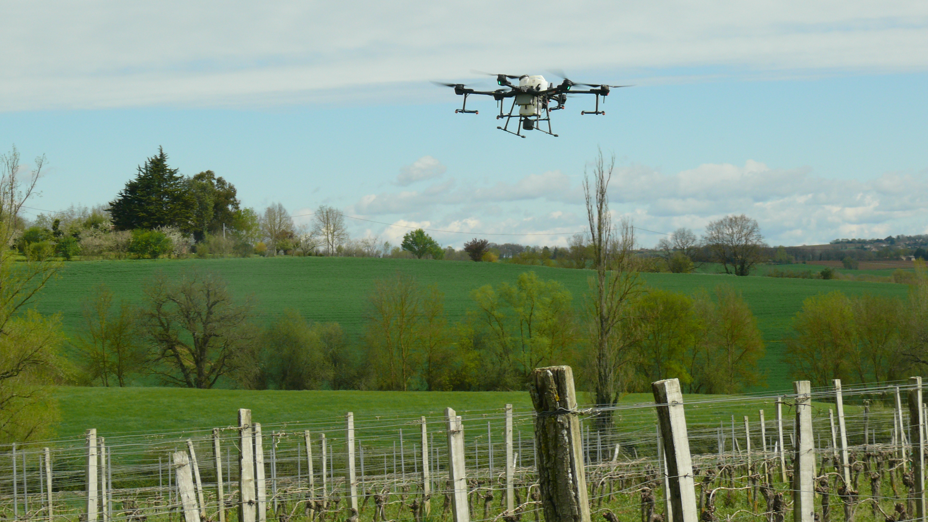 Le drone sulfate au dessus de la vigne.
