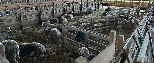 la ferme des Arbolèts à Montegut