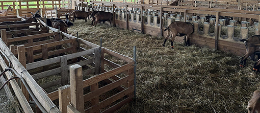 la ferme des Arbolèts à Montegut