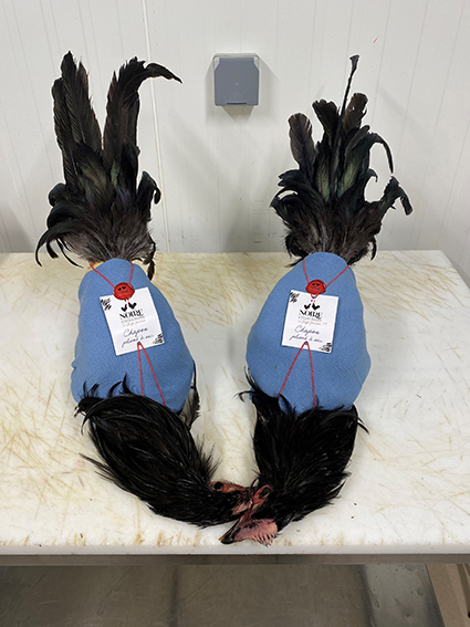 chapon poule noire 2.jpg
