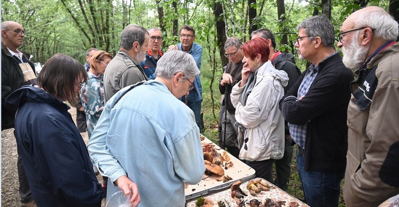 smg champignons fin juin 4
