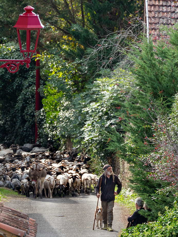 le troupeau arrive à Saint Mont