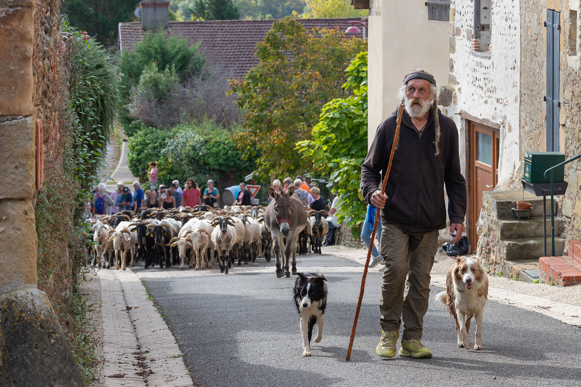 le berger avec ses chiens