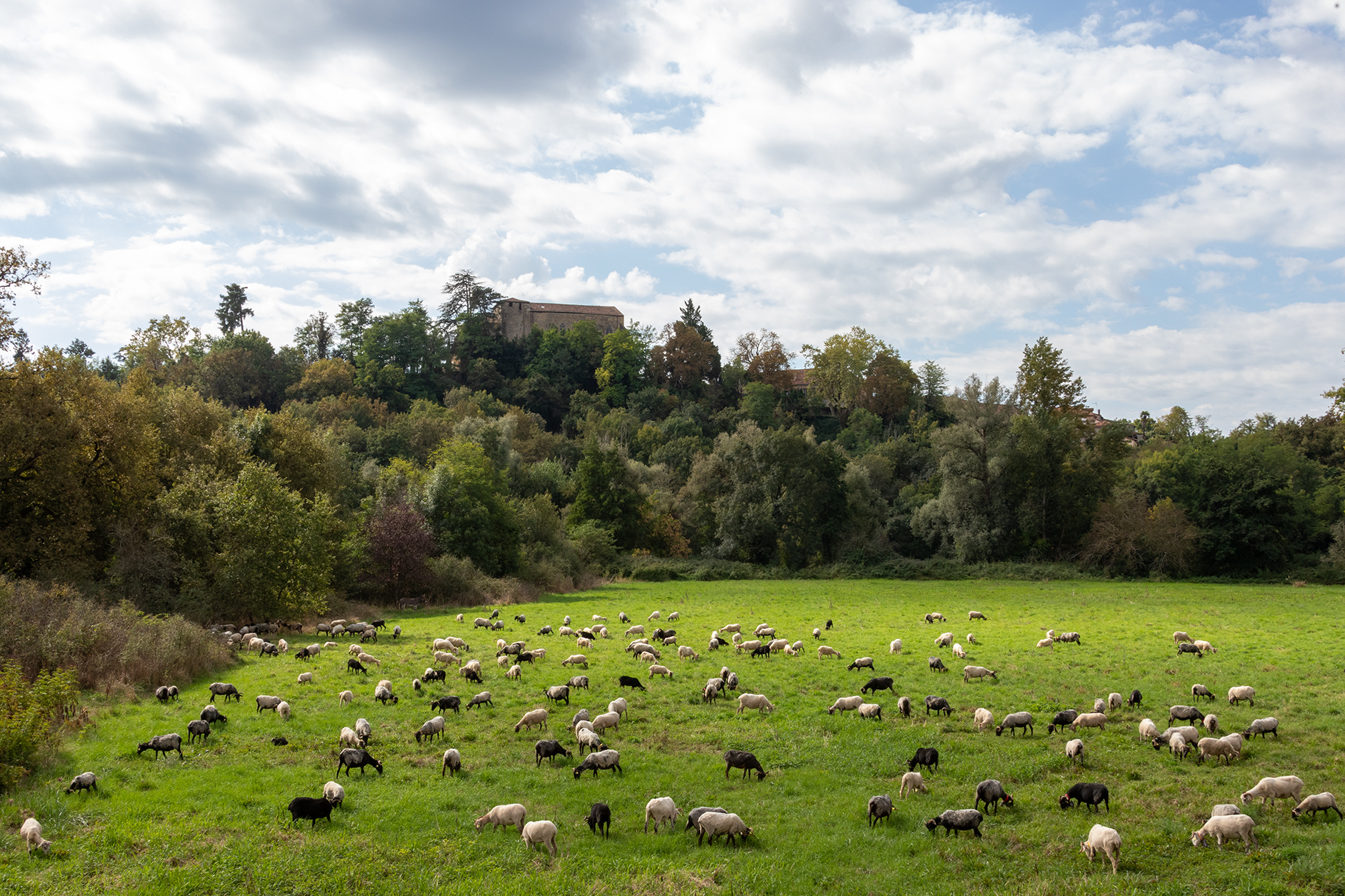 le troupeau dans le pré