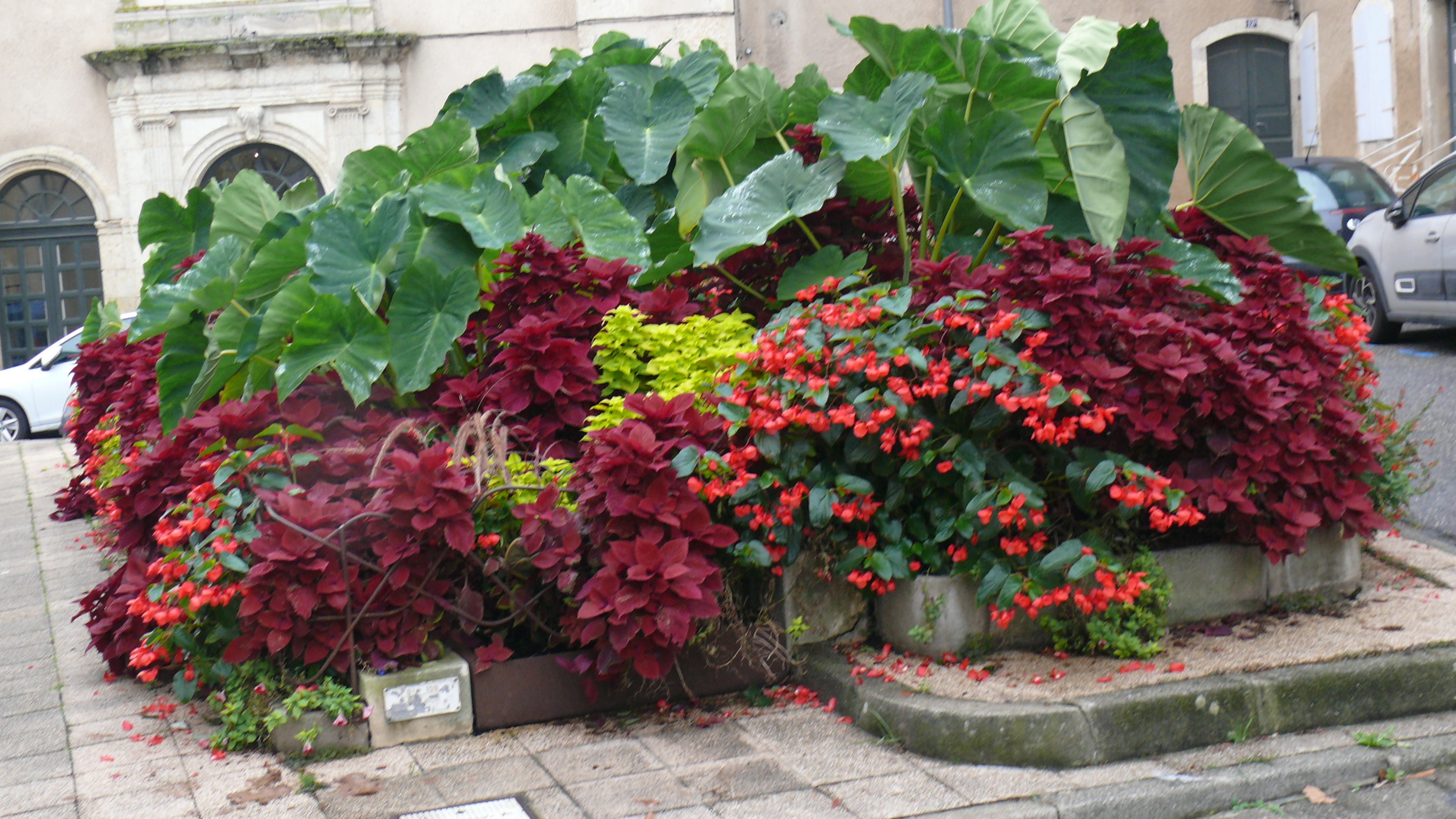 Un magnifique parterre de fleurs situé place Saluste-du-Bartas.