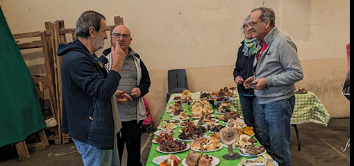 champignons sgm 15.jpg