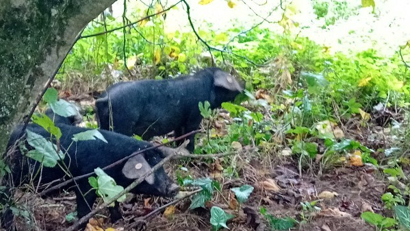 Arrivée des porcs noirs