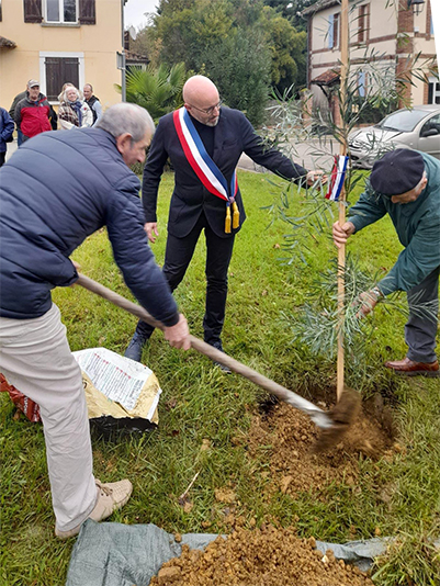 c'est une mimosa de quatre saisons