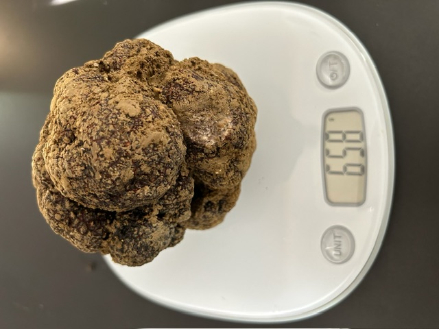 truffe 2024 brute.jpg