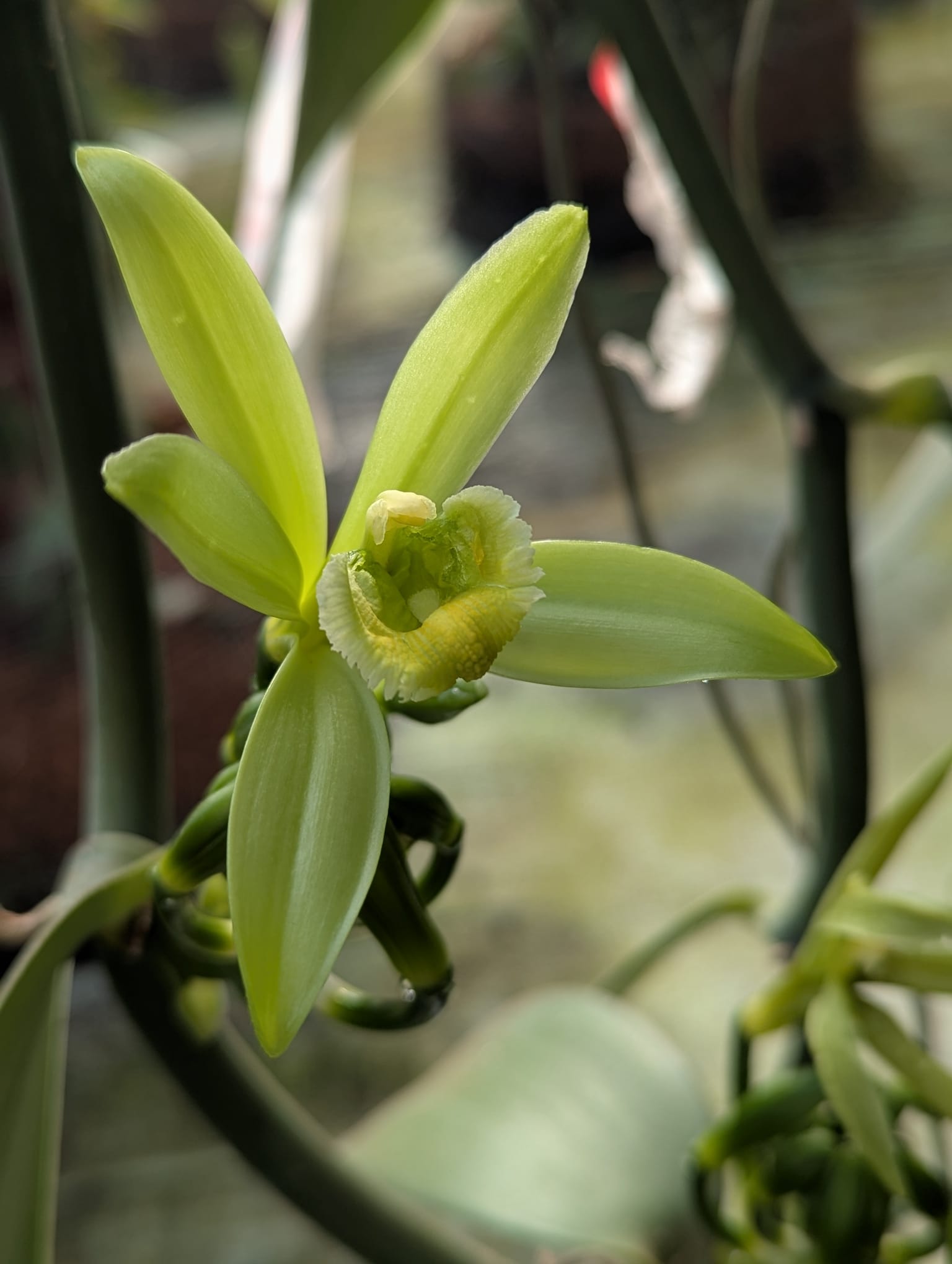 Fleur de vanille