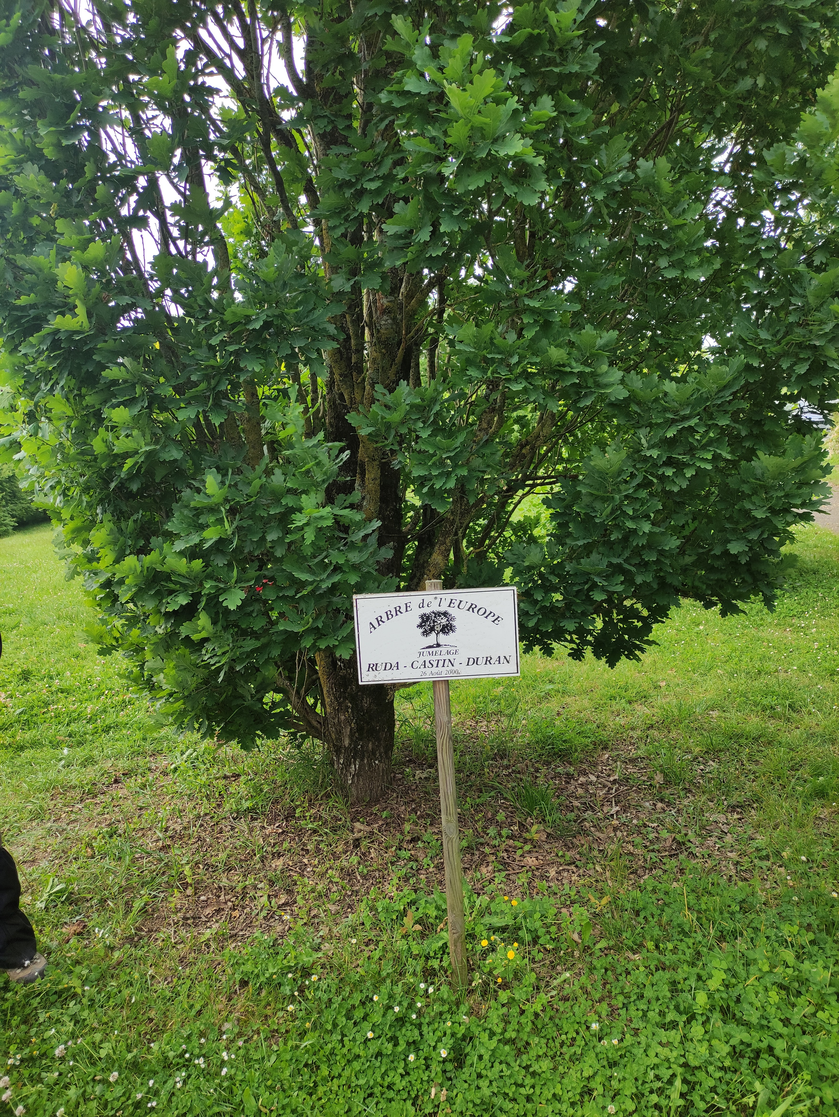 Arbre de l'Europe à Duran. Photo : Lucienne Trille