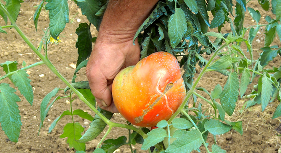 Potager Germain 1.jpg