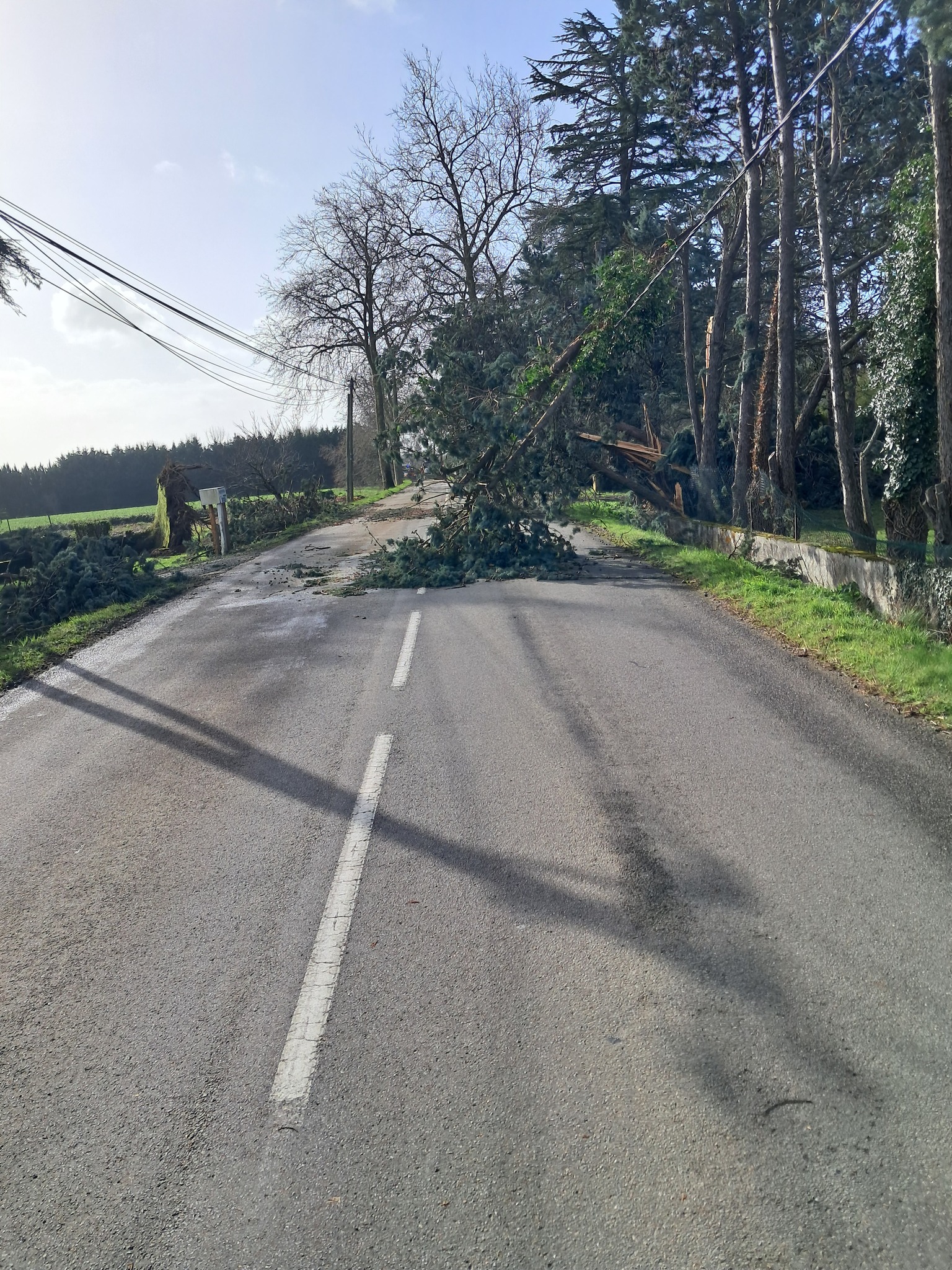 Arbres et cables mélés route de Trie.