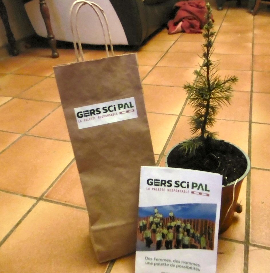 Un jeune plant de Cèdre de l'Atlas, l'une des trois variétés offertes