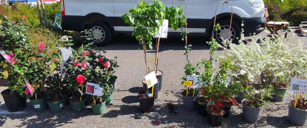...et des arbustes à planter en quantité