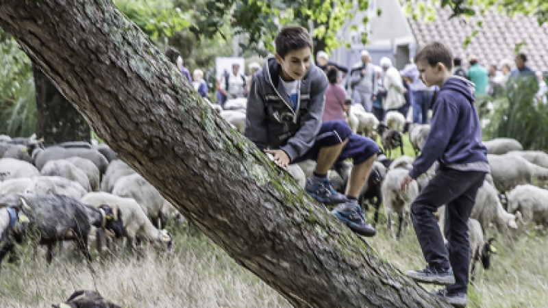 La Route de la transhumance passe par Toujouse