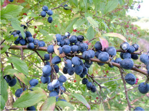 sloe berries