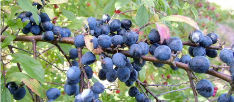 SLOE, SLOE, QUICK, QUICK SLOE