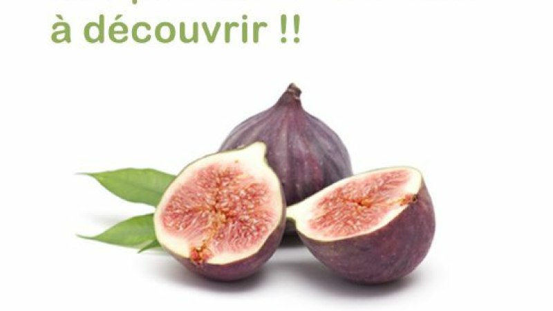 GIMONT - LA SAISON des FIGUES
