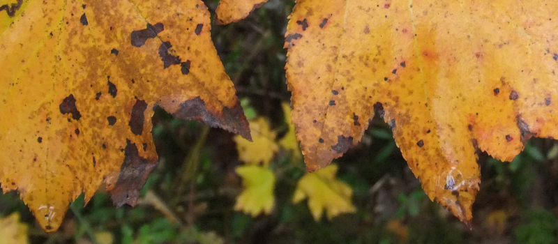 MIRANDE Balades d'automne