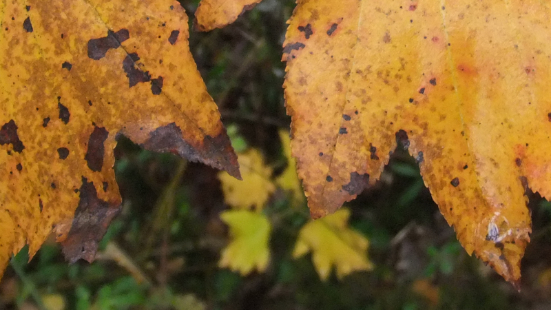 MIRANDE Balades d'automne