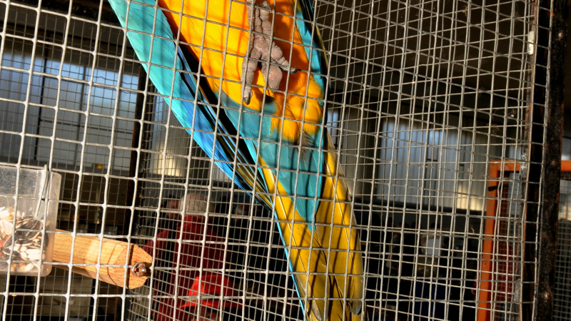 Exposition des oiseaux de cages et de volières