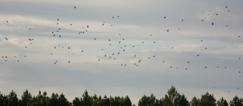 Chasse de la palombe au filet dans les Landes 