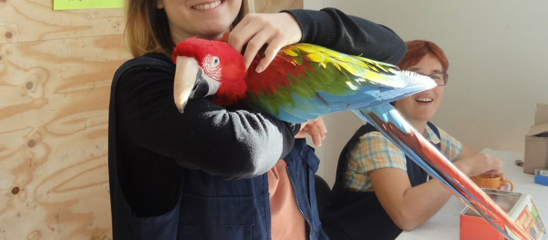 Beau succès pour l'expo-vente d'oiseaux exotiques et de volière 