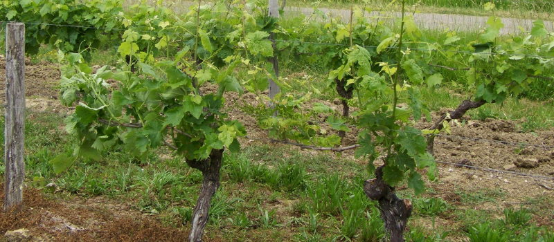 Caves et Vignobles du Gers
