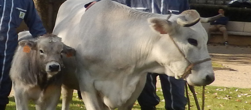 MIRANDE Le salon agricole en point de mire