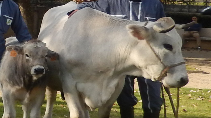 MIRANDE Le salon agricole en point de mire