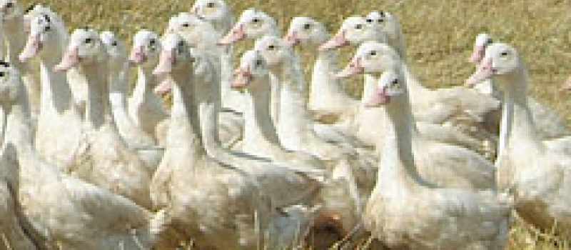 Grippe aviaire : De nouveaux cas détectés dans le Sud-Ouest