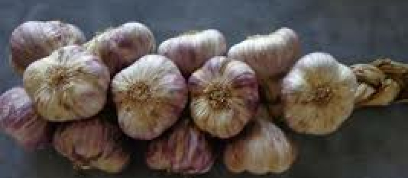 AIL VIOLET DE CADOUR
