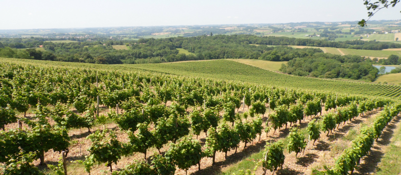 Dans le vignoble de Beaumarchès 