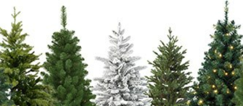 AUCH Après les fêtes,  offrez une seconde vie à votre sapin !
