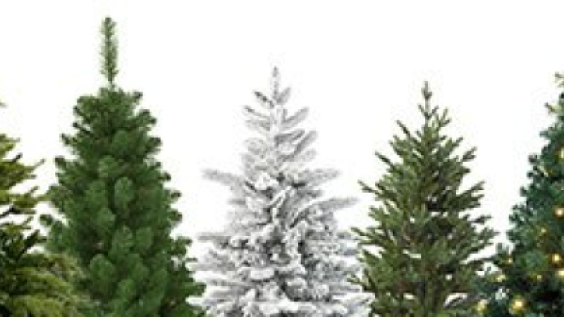 AUCH Après les fêtes,  offrez une seconde vie à votre sapin !