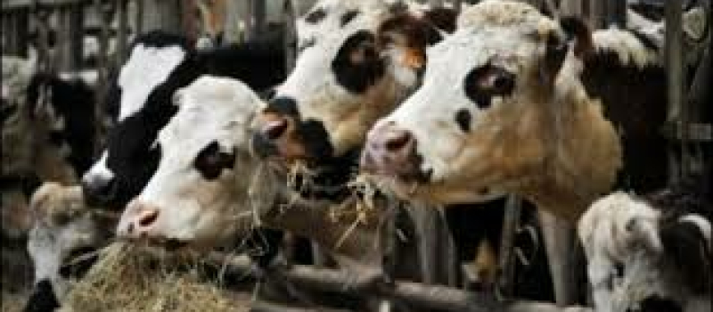AGRICULTURE