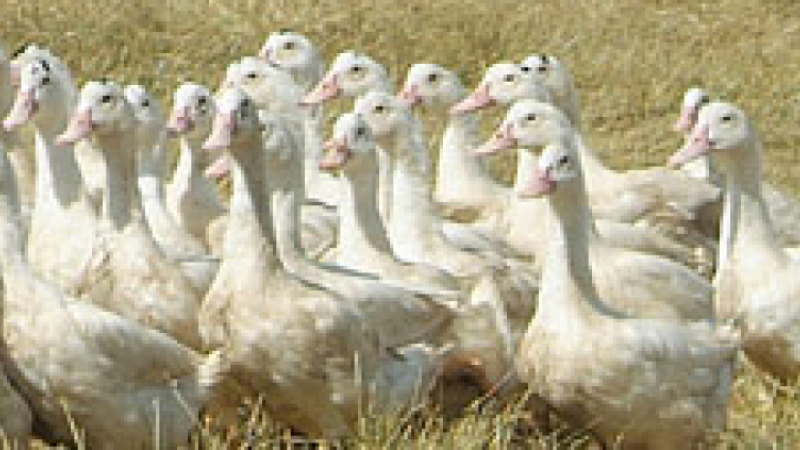 GRIPPE AVIAIRE  Le ministre s'exprime