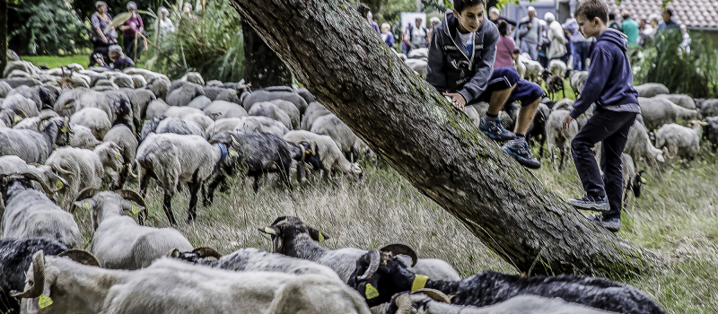 L'itinéraire 2016 de la «Route de la transhumance» a été préparé à Perchède