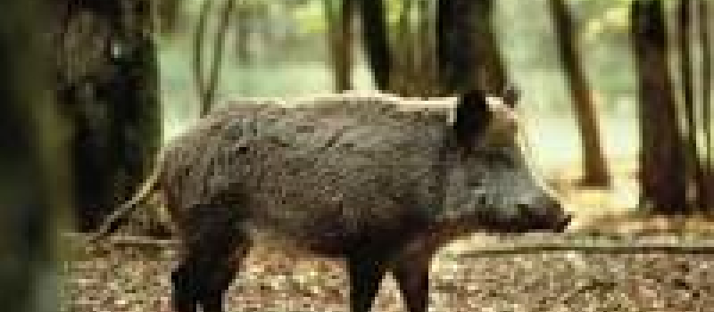 La banquet des chasseurs a Beaumarches 