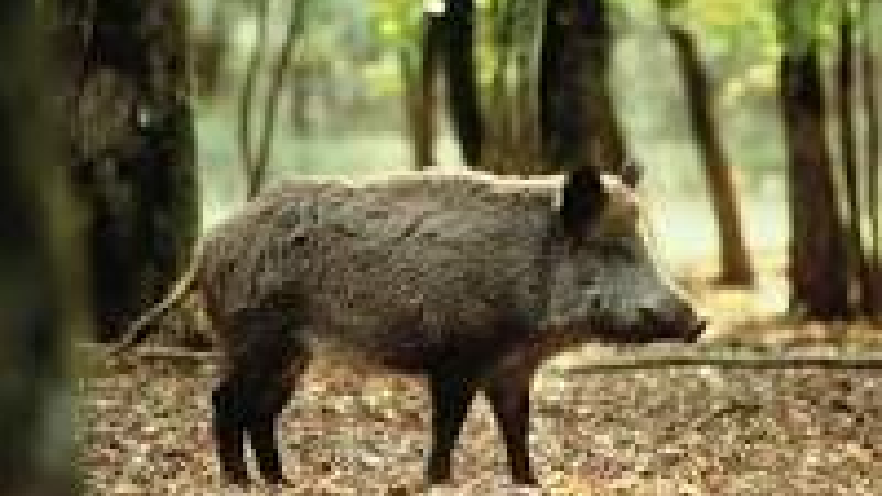 La banquet des chasseurs a Beaumarches 