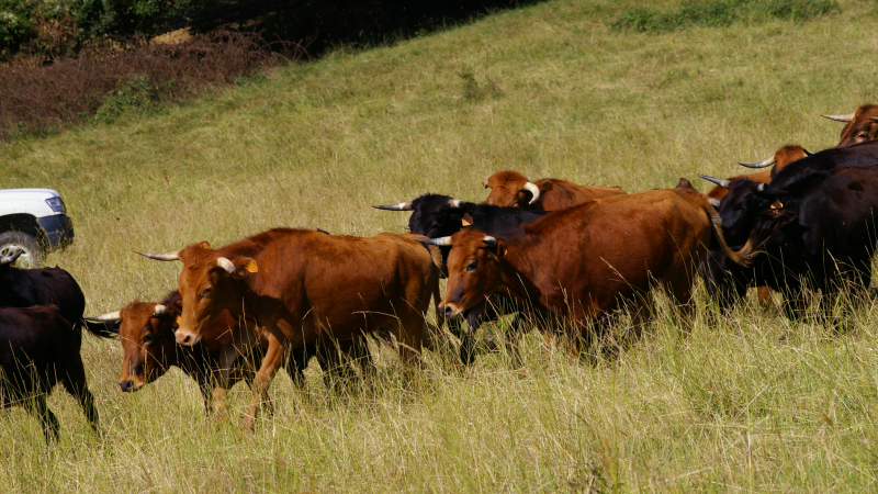 Amis du Lartet