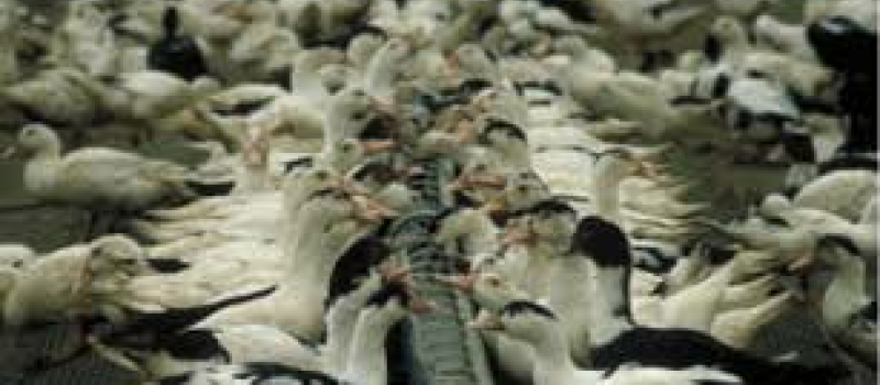 Influenza aviaire: mesures d’indemnisation