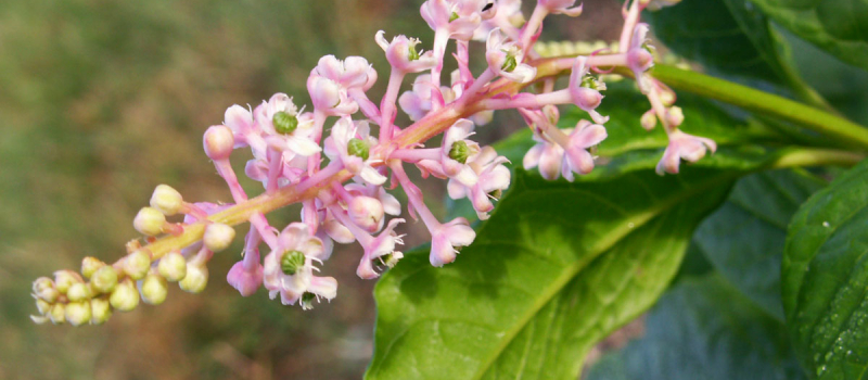 Des plantes exotiques envahissent le Gers