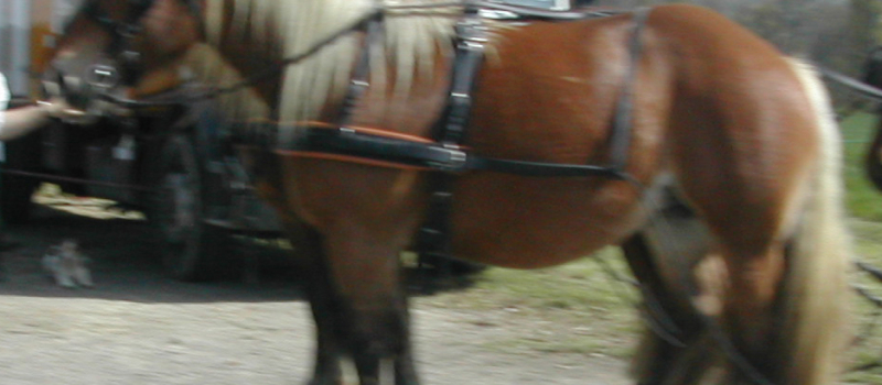 La foire du cheval