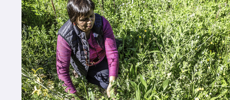 À Toujouse, des plantes et des fleurs sauvages en cuisine