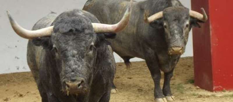 Toros de Pentecôte 2016