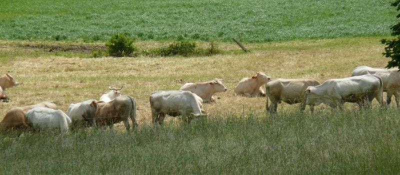 Soutien aux producteurs de bovins viande, bovins lait, porcins, ovins, caprins, volailles, céréaliers, fruits et légumes