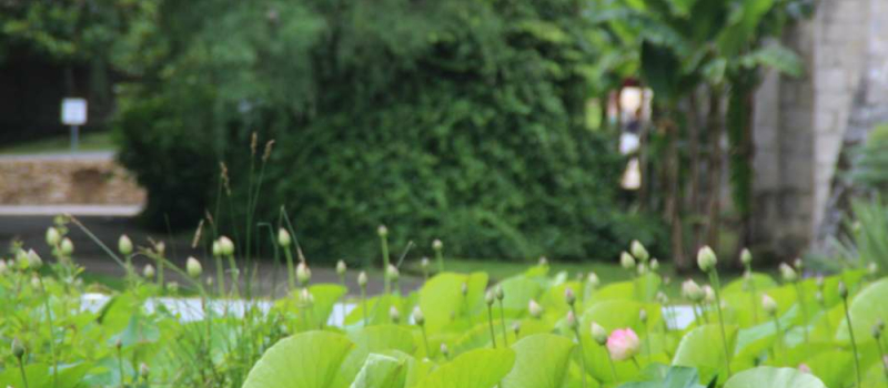 Barbotan le Thermes : 24 et 25 juin, Fête du lotus