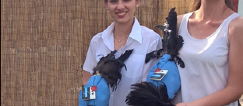 Route du Sud  Les poulets noirs de l'Astarac sur le podium